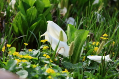 雨が似合う水芭蕉