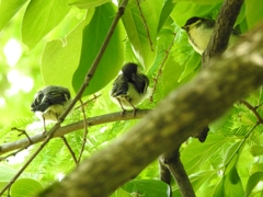 シジュウカラの幼鳥たち