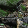 幼鳥シリーズ②