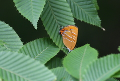 橙色の蝶