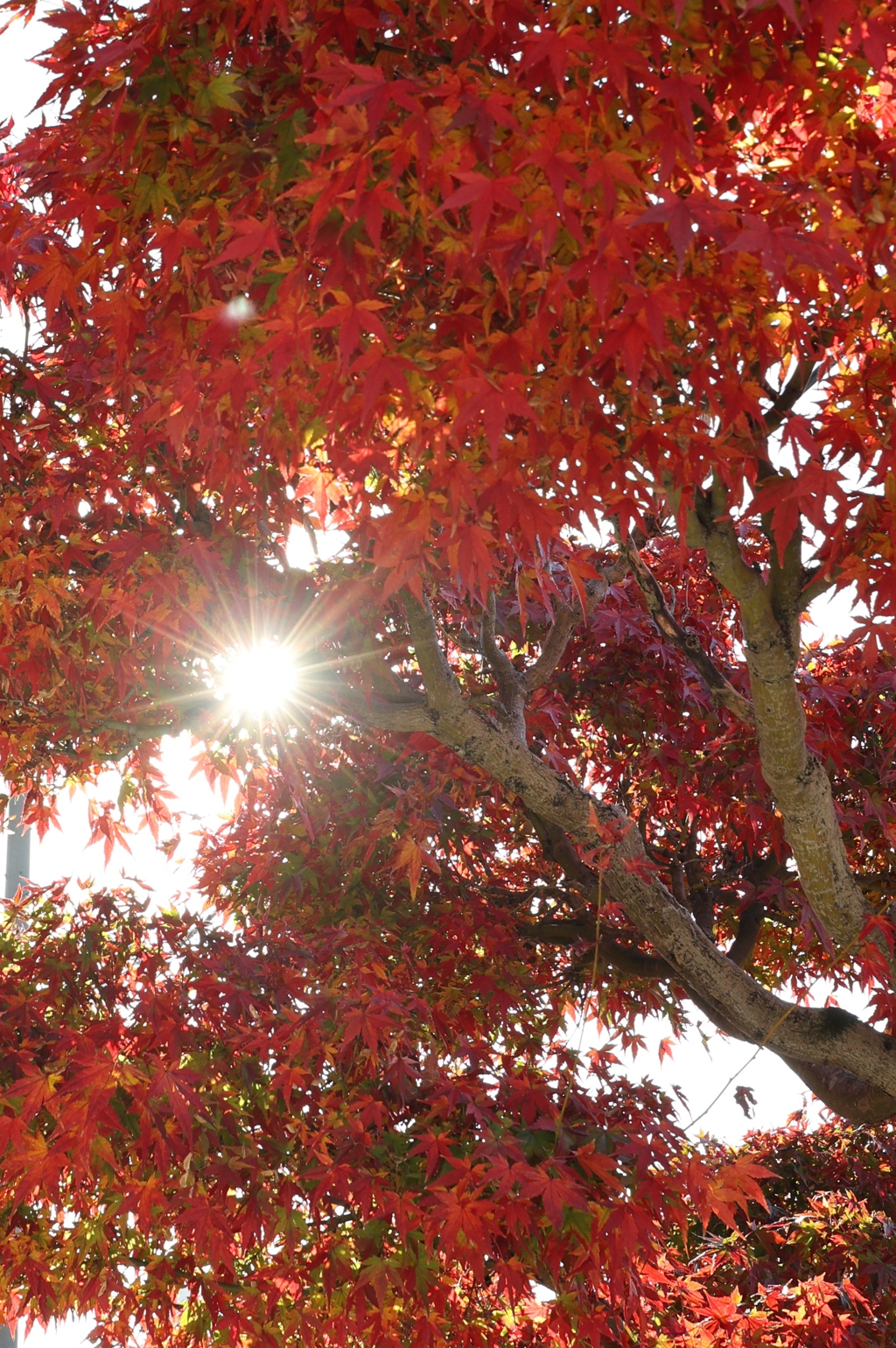 光芒と紅葉