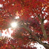 光芒と紅葉