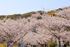 満開の桜Ⅱ