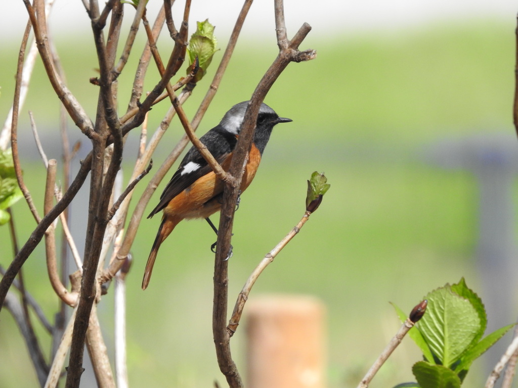 ジョウビタキさん