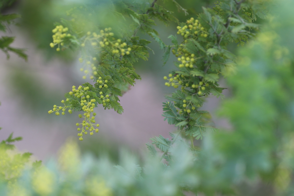ミモザの蕾
