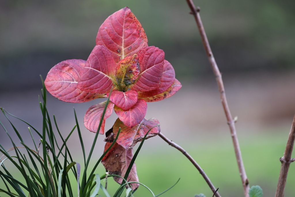 葉の花　「う~ん?」
