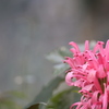 華麗な花
