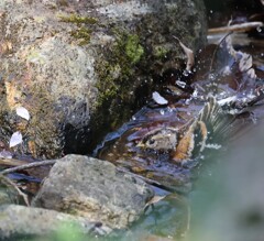 アトリさんの水浴び