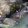 アトリさんの水浴び