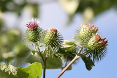 珍しい牛蒡の花