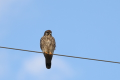 電線上のチョウゲンボウ