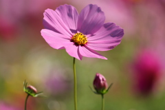 秋桜