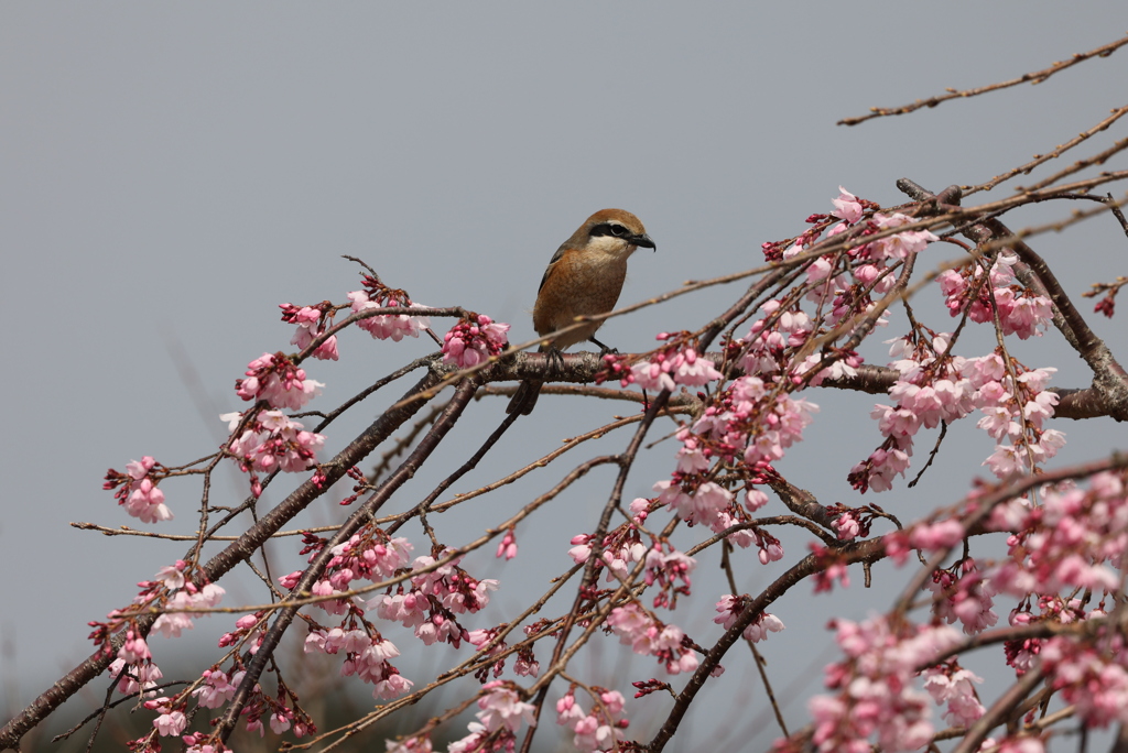 僕だって桜好きだよ