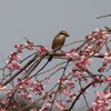 僕だって桜好きだよ