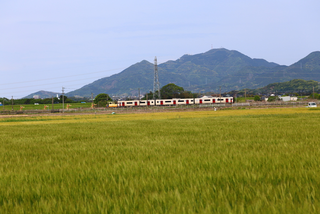 広がる 麦畑と列車