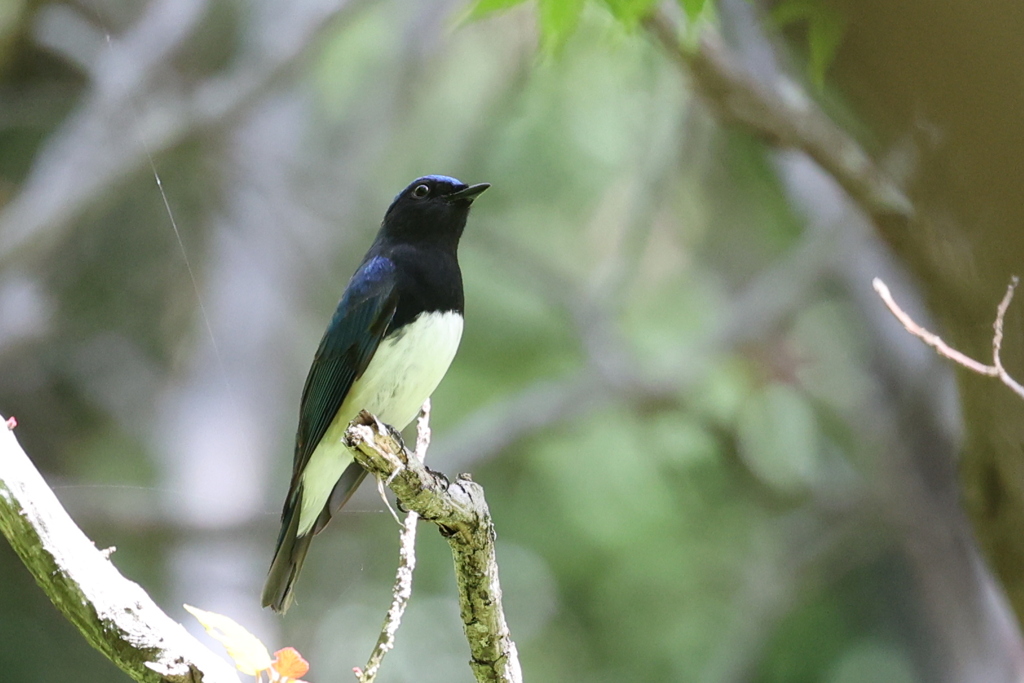 青い鳥