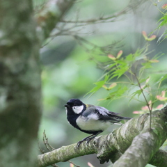 シジュウカラ