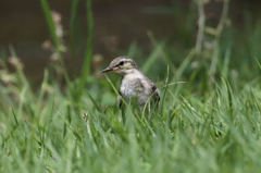 ハクセキレイ幼鳥②