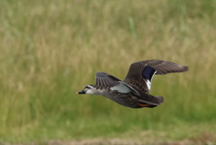 カモちゃんの飛翔