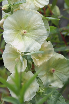 白い立葵