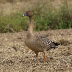 威風堂々ヒシクイ