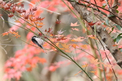 小鳥のいる風景