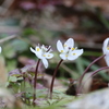 春を告げる花