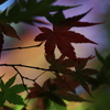 紅葉の始まり
