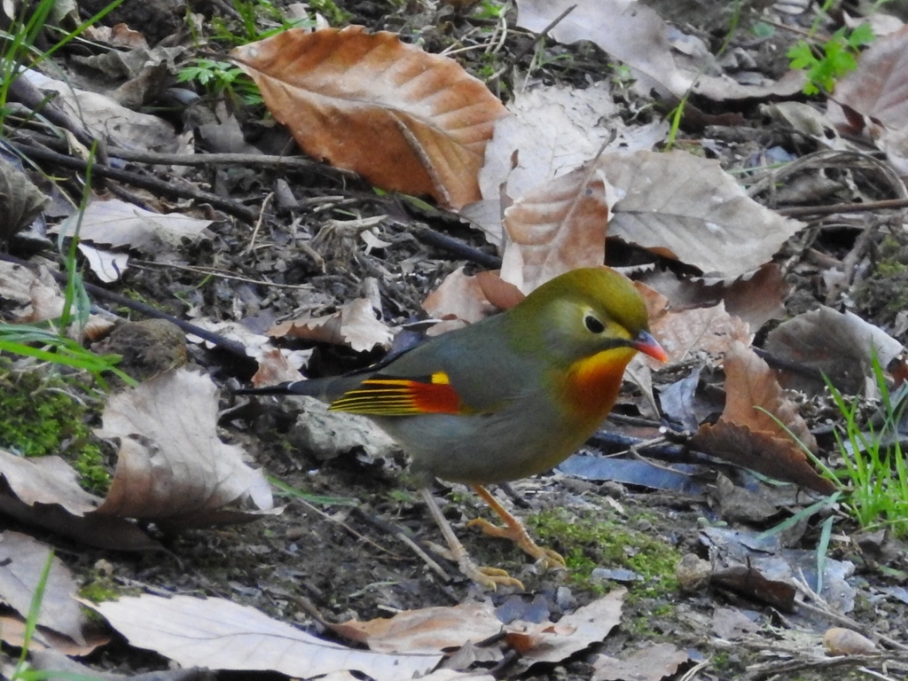 晴着のお披露目