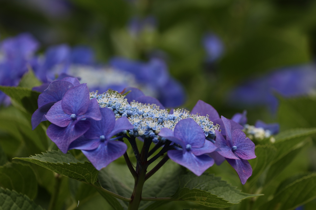 紫陽花