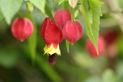 チロリアンランプ