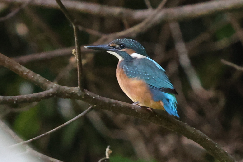 カワセミ幼鳥