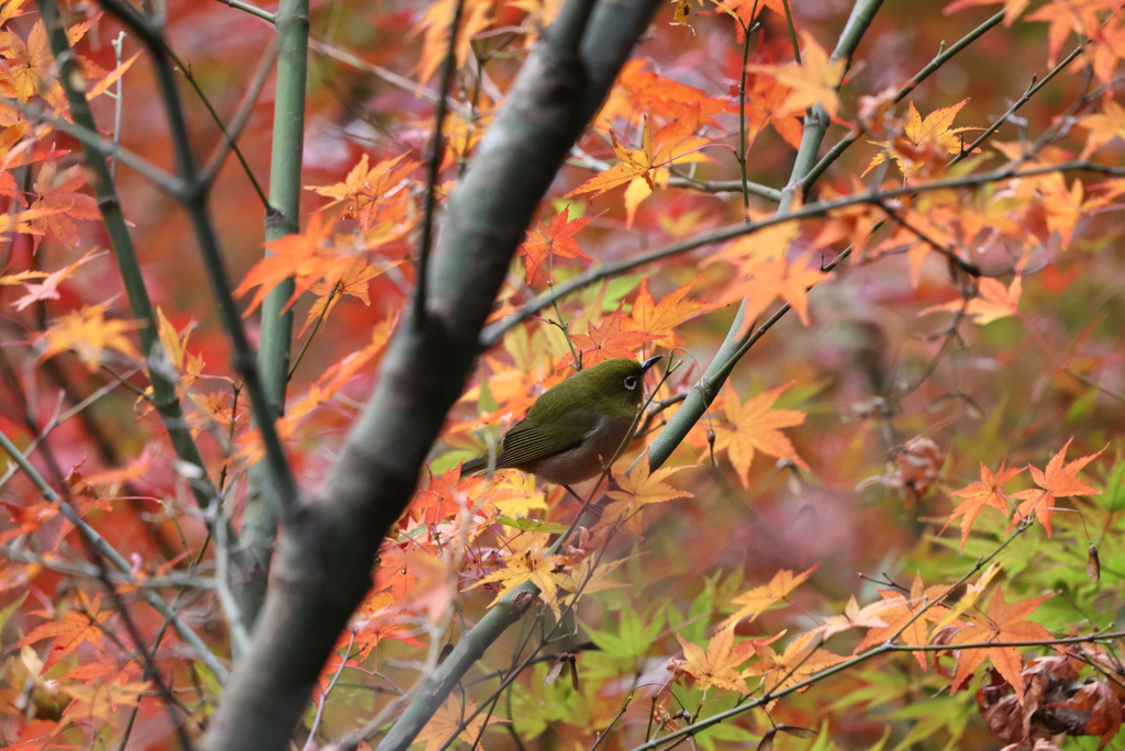 紅葉にメジロ