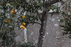 降る雪初撮り