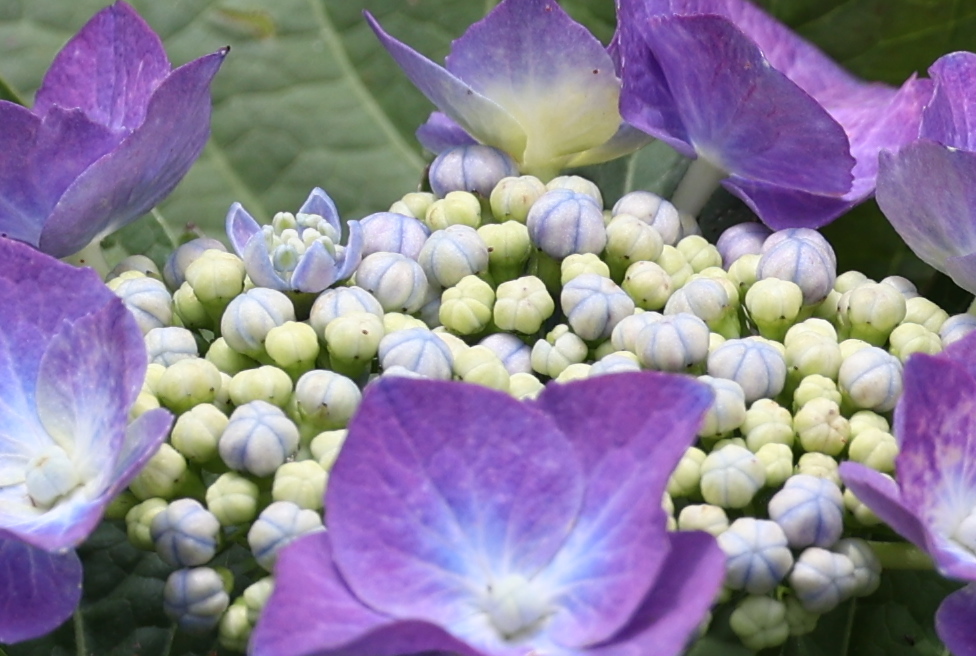 小粒の花