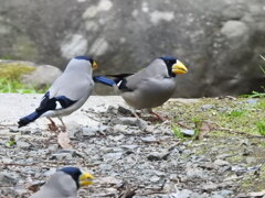 斑鳩(イカル)②