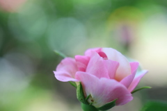 薔薇と玉ボケ
