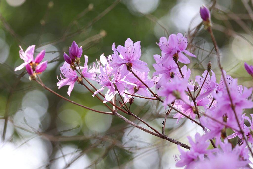 想い出の花