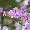 想い出の花