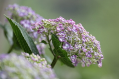 渦紫陽花