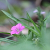 道端の小さな花