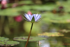 夏の終わりの睡蓮