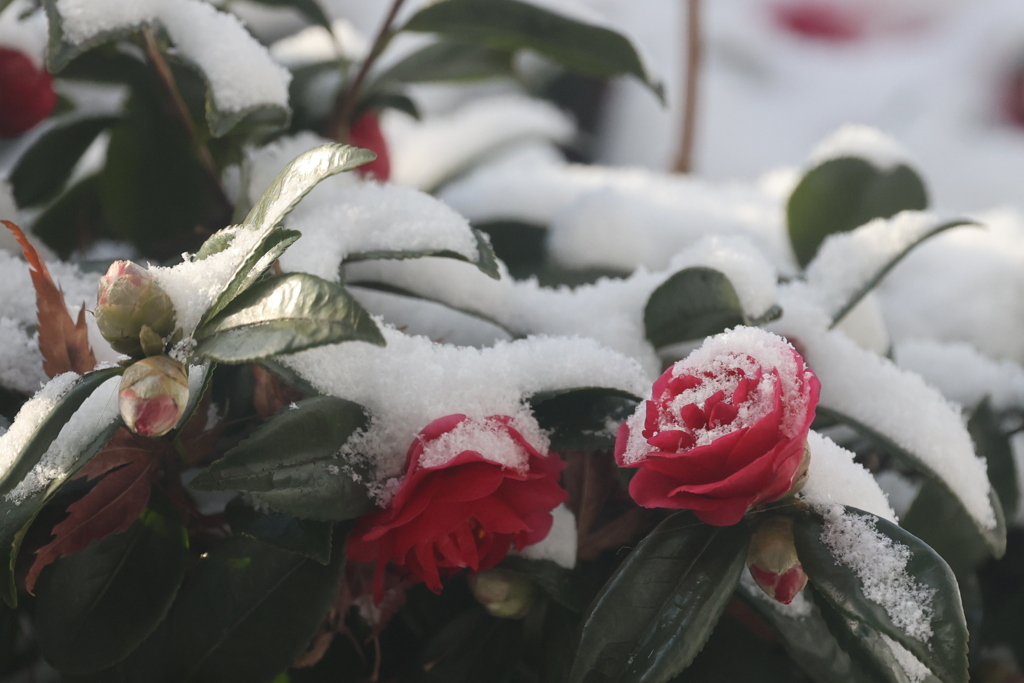 雪が積もりました