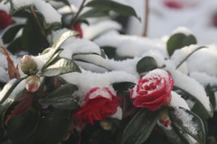 雪が積もりました