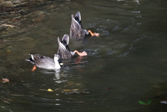 カモちゃんのシンクロ