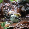 ヒガラ幼鳥