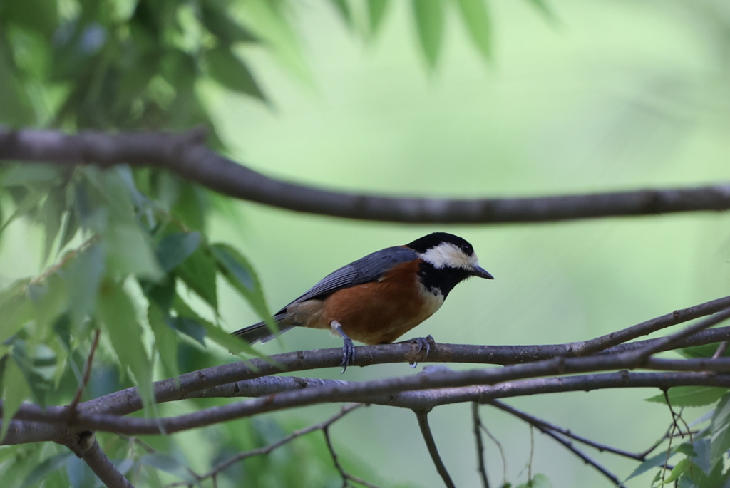 見つめるヤマガラ