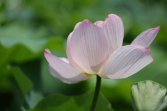 蓮の花