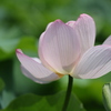 蓮の花
