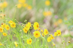 揺れる花